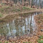 IMG_1372 erdei vizes élőhely