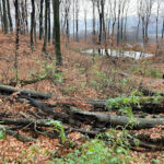 IMG_1373 erdei vizes élőhely